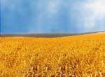 Блакитний колір неба і жовтий колір пшениці - кольори Державного Прапора України
